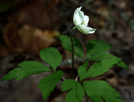 {Anemone quinquefolia}